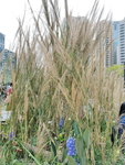 16032018_Samsung Smartphone Galaxy Edge S7_Hong Kong Flower Show 2018 in Victoria Park00048