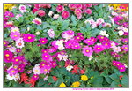 16032018_Samsung Smartphone Galaxy Edge S7_Hong Kong Flower Show 2018 in Victoria Park00061