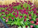 16032018_Samsung Smartphone Galaxy Edge S7_Hong Kong Flower Show 2018 in Victoria Park00062
