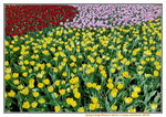 16032018_Samsung Smartphone Galaxy Edge S7_Hong Kong Flower Show 2018 in Victoria Park00066