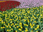 16032018_Samsung Smartphone Galaxy Edge S7_Hong Kong Flower Show 2018 in Victoria Park00067