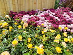 16032018_Samsung Smartphone Galaxy Edge S7_Hong Kong Flower Show 2018 in Victoria Park00073