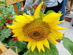 16032018_Samsung Smartphone Galaxy Edge S7_Hong Kong Flower Show 2018 in Victoria Park00128