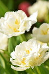 16032018_Hong Kong Flower Show 2018_Tulip00001