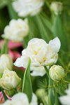 16032018_Hong Kong Flower Show 2018_Tulip00002