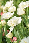 16032018_Hong Kong Flower Show 2018_Tulip00003