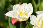 16032018_Hong Kong Flower Show 2018_Tulip00004