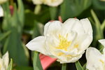 16032018_Hong Kong Flower Show 2018_Tulip00005