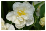 16032018_Hong Kong Flower Show 2018_Tulip00006