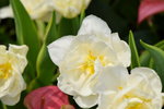 16032018_Hong Kong Flower Show 2018_Tulip00007