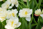 16032018_Hong Kong Flower Show 2018_Tulip00009