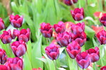 16032018_Hong Kong Flower Show 2018_Tulip00010