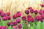 16032018_Hong Kong Flower Show 2018_Tulip00011