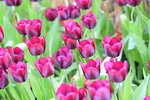 16032018_Hong Kong Flower Show 2018_Tulip00012