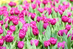 16032018_Hong Kong Flower Show 2018_Tulip00014