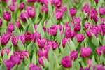 16032018_Hong Kong Flower Show 2018_Tulip00015