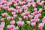 16032018_Hong Kong Flower Show 2018_Tulip00016