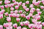 16032018_Hong Kong Flower Show 2018_Tulip00017
