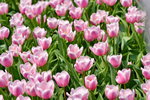 16032018_Hong Kong Flower Show 2018_Tulip00018