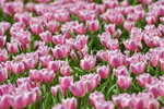 16032018_Hong Kong Flower Show 2018_Tulip00019