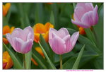 16032018_Hong Kong Flower Show 2018_Tulip00020