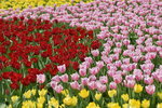 16032018_Hong Kong Flower Show 2018_Tulip00021