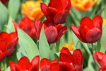16032018_Hong Kong Flower Show 2018_Tulip00022