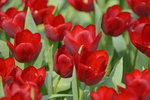 16032018_Hong Kong Flower Show 2018_Tulip00023