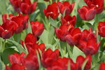 16032018_Hong Kong Flower Show 2018_Tulip00024