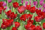 16032018_Hong Kong Flower Show 2018_Tulip00025