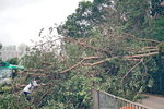 17092018_Debris after Typhoon Manghkut00015