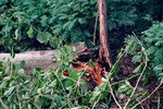 17092018_Debris after Typhoon Manghkut00027
