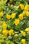 16032018_Hong Kong Flower Show 2018_Viola Tricolor00001
