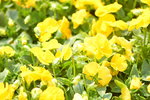 16032018_Hong Kong Flower Show 2018_Viola Tricolor00002