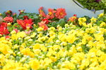 16032018_Hong Kong Flower Show 2018_Viola Tricolor00003