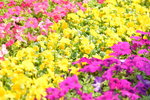 16032018_Hong Kong Flower Show 2018_Viola Tricolor00004
