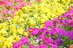 16032018_Hong Kong Flower Show 2018_Viola Tricolor00005