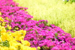16032018_Hong Kong Flower Show 2018_Viola Tricolor00006