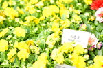 16032018_Hong Kong Flower Show 2018_Viola Tricolor00007