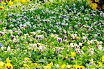 16032018_Hong Kong Flower Show 2018_Viola Tricolor00008