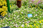 16032018_Hong Kong Flower Show 2018_Viola Tricolor00009