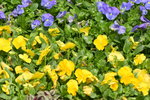 16032018_Hong Kong Flower Show 2018_Viola Tricolor00010