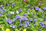 16032018_Hong Kong Flower Show 2018_Viola Tricolor00011