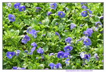 16032018_Hong Kong Flower Show 2018_Viola Tricolor00013