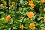 16032018_Hong Kong Flower Show 2018_Viola Tricolor00014