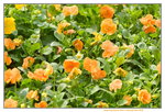 16032018_Hong Kong Flower Show 2018_Viola Tricolor00015