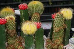 20032019_Sony A7 II_Hong Kong Flower Show_Varieties_Cactus00004
