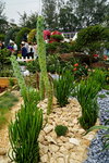 20032019_Sony A7 II_Hong Kong Flower Show_Varieties_Cactus00013
