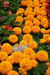 20032019_Sony A7 II_Hong Kong Flower Show_Varieties_Chrysanthemum00001