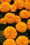 20032019_Sony A7 II_Hong Kong Flower Show_Varieties_Chrysanthemum00002